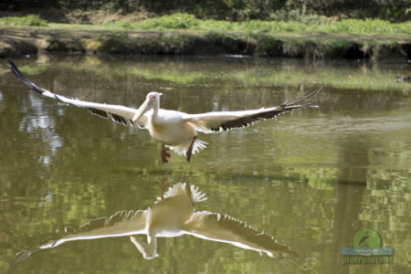 Pelican