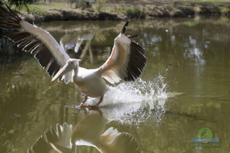 Pelican