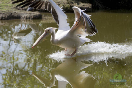 Pelican