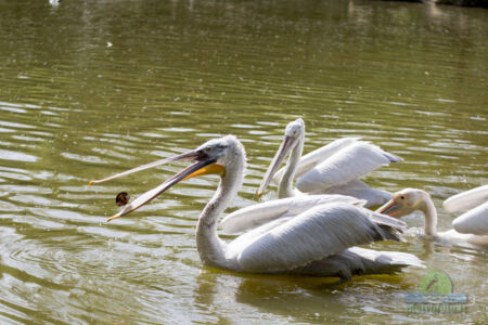 Pelican