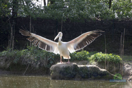 Pelican