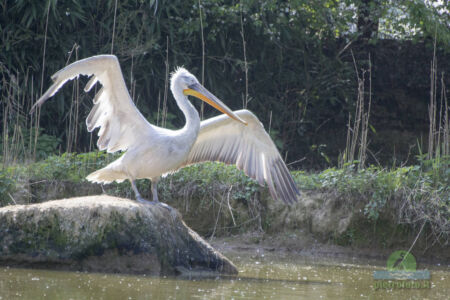 Pelican