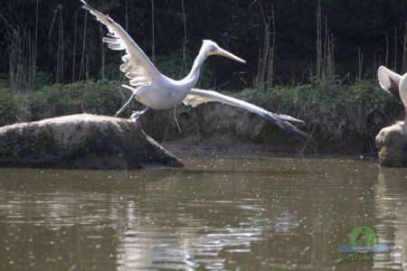 Pelican