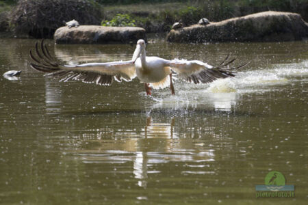 Pelican