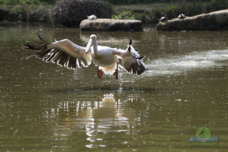 Pelican