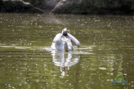 Pelican