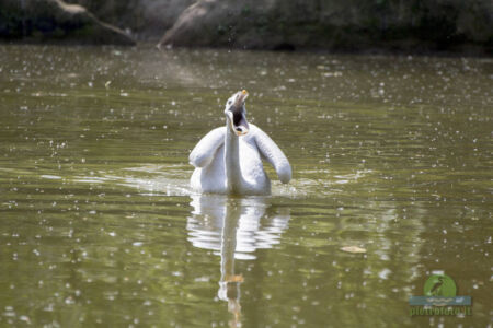 Pelican