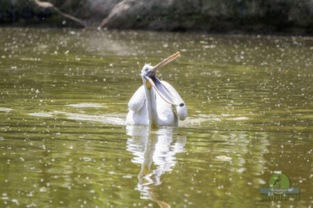 Pelican