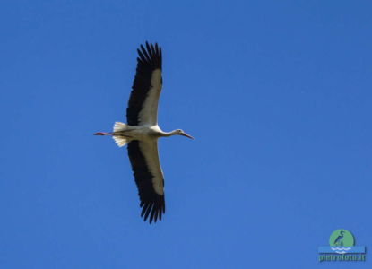 White stork