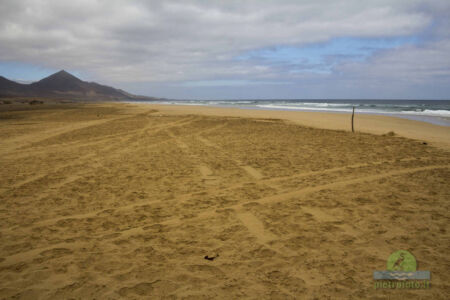 Fuerteventura