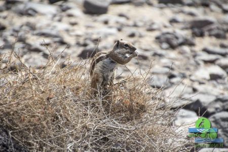 Barbary ground squirrel