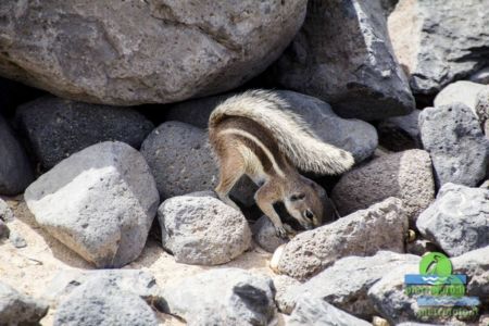 Barbary ground squirrel