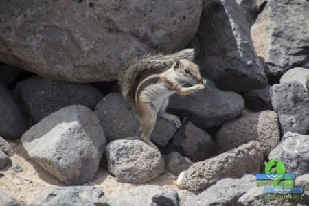 Barbary ground squirrel