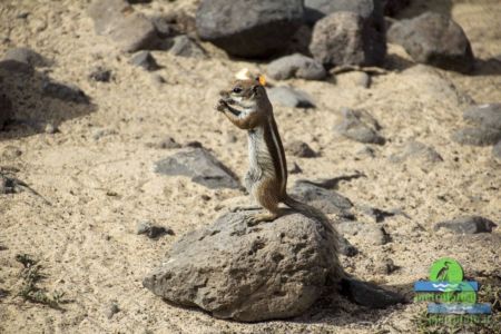 Barbary ground squirrel