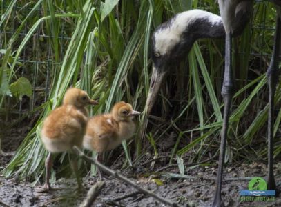 Common crane with chicks