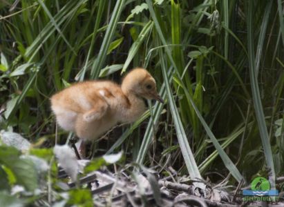 Common crane with chicks