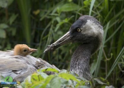 Common crane with chicks