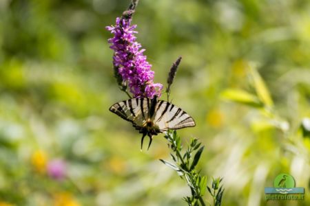 Scarce swallowtail