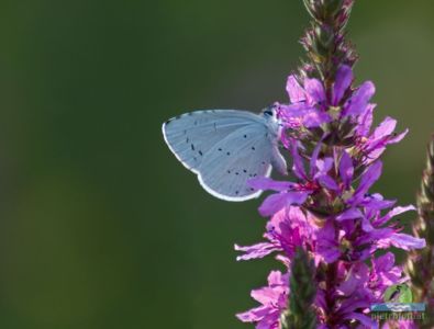 Celastrina argiolus