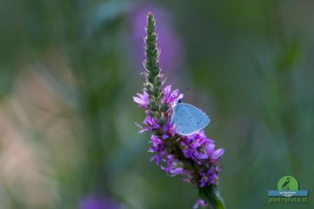 Celastrina argiolus