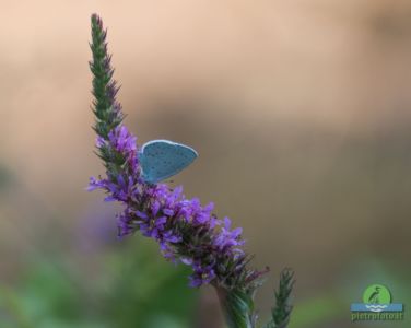 Celastrina argiolus