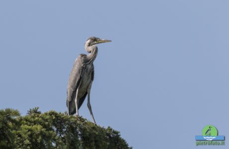 airone cenerino