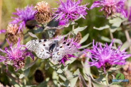 Parnassius Apollo