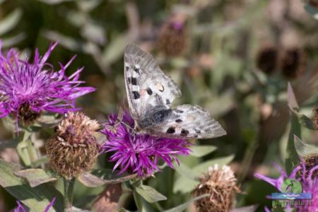 Parnassius Apollo