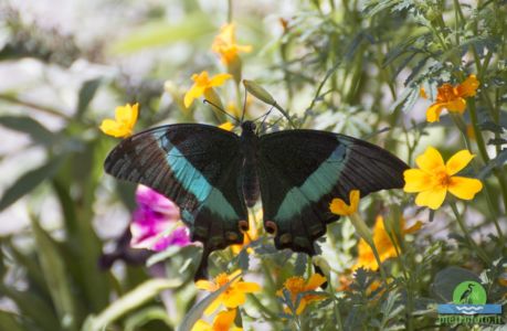 Papilio palinurus