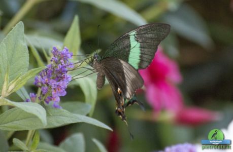 Papilio palinurus