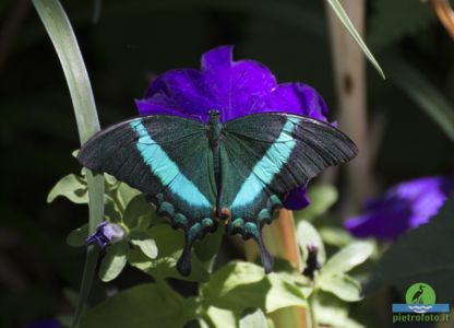 Papilio palinurus