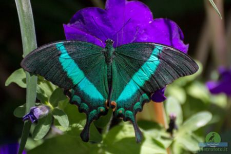 Papilio palinurus