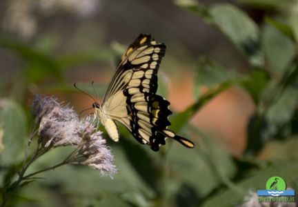 papilio thoas