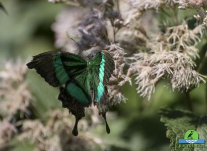Papilio palinurus