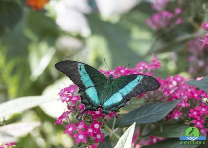 Papilio palinurus