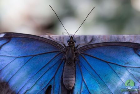 Morpho peleides