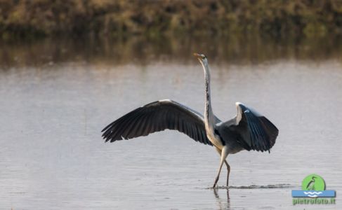 Grey heron walking on a small lake