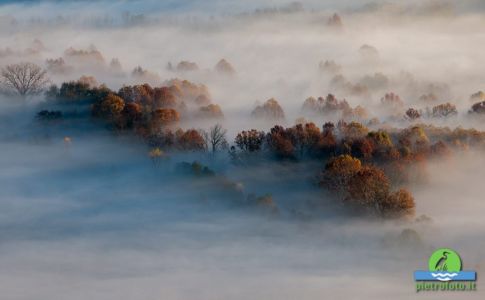 Trees in the morning mist