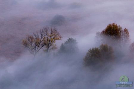 Trees in the morning mist