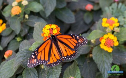 Monarch butterfly