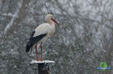 White stork