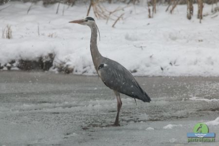 Gray heron