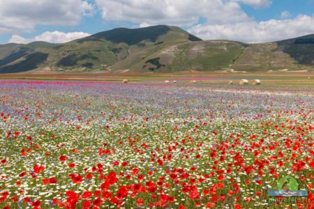 La fioritura di Castelluccio di Norcia