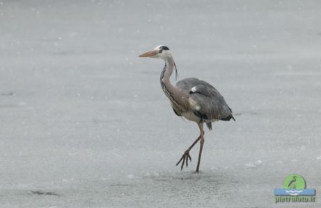 Gray heron
