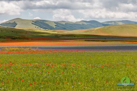 La fioritura di Castelluccio di Norcia