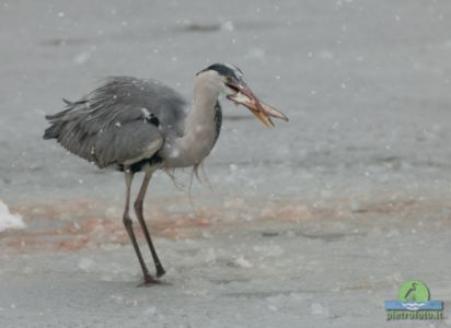 Gray heron