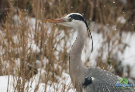 Gray heron