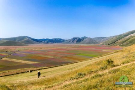 La fioritura di Castelluccio di Norcia