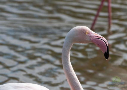 Greater flamingo