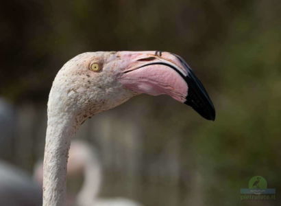 Greater flamingo